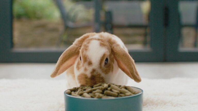 Supporting Healthy Growth in Junior Rabbits with Specialized Diet Plans