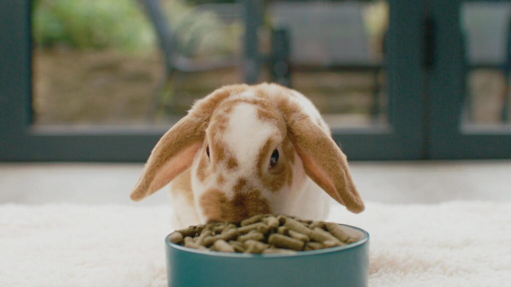 Supporting Healthy Growth in Junior Rabbits with Specialized Diet Plans