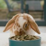 Supporting Healthy Growth in Junior Rabbits with Specialized Diet Plans